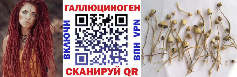 KRAKEN как войти  нарко площадка телеграм  Псилоцибиновые грибы Psilocybine cubensis  где можно купить   Гусь-Хрустальный 